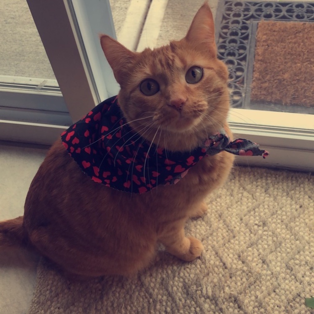 Meet your Posher & our kitties!! - Picture 9 of 16